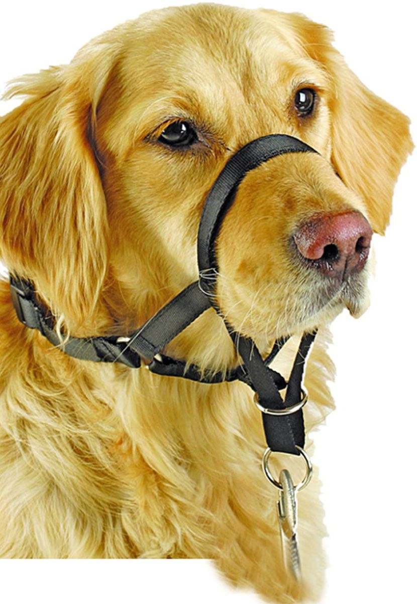 Pawise Snutesele Str 4 (<38cm) - Antitrekk Grime til Hund