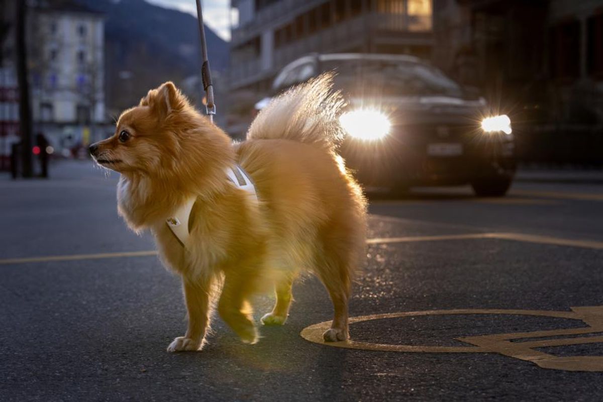Curli Vest Clasp Glow Hundesele | Høytytende Helrefleks