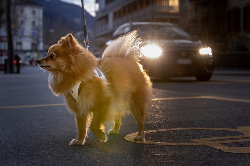 Curli Vest Clasp Glow Hundesele | Høytytende Helrefleks