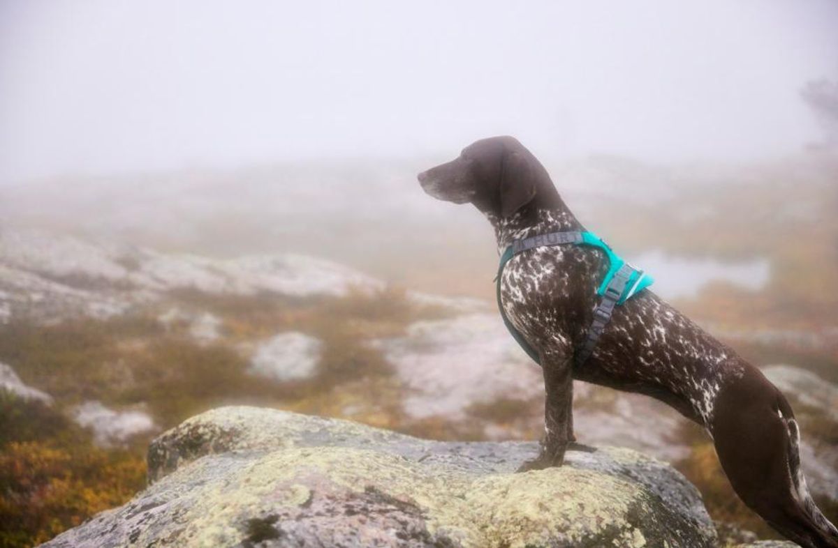 HURTTA Rover Hundesele Turkis ( S )
