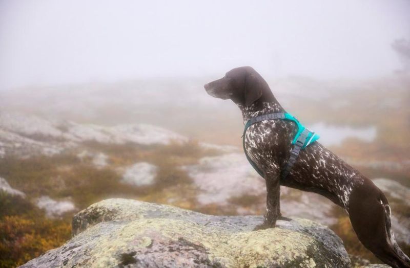 HURTTA Rover Hundesele Turkis ( S )