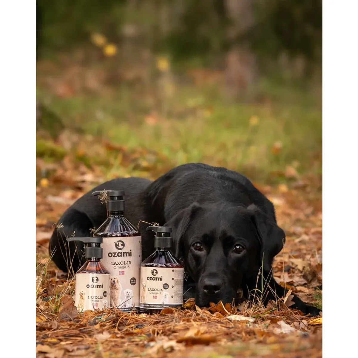 OZAMI Laksolje - 100 ml