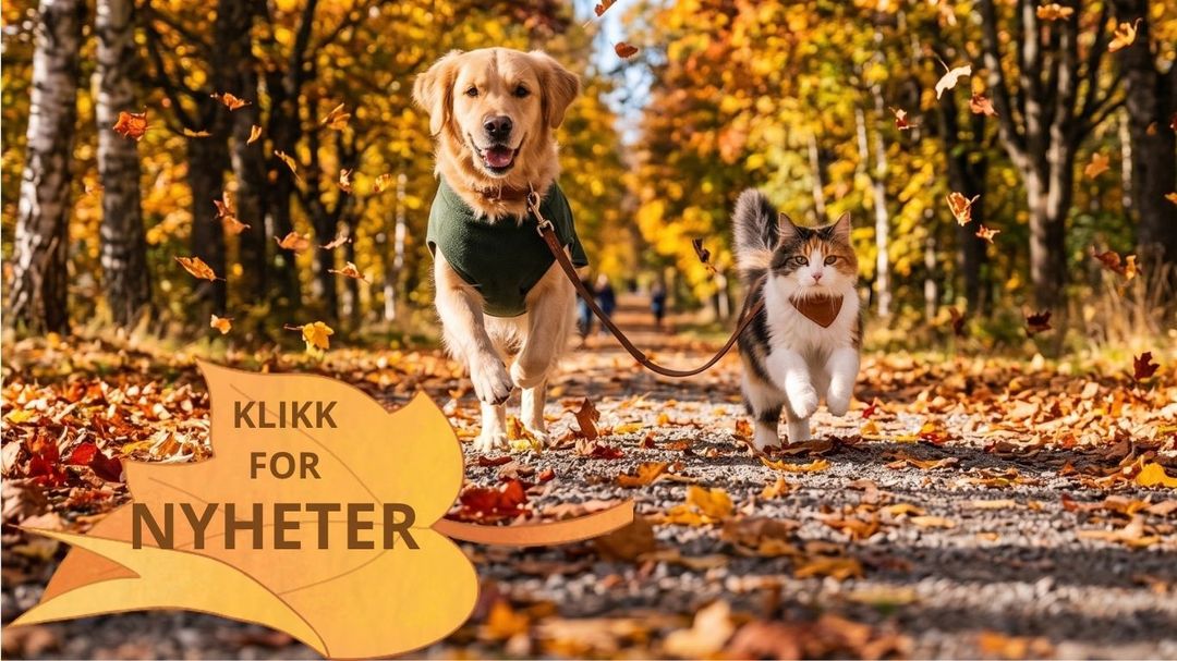 Nyheter dyrenes butikk
