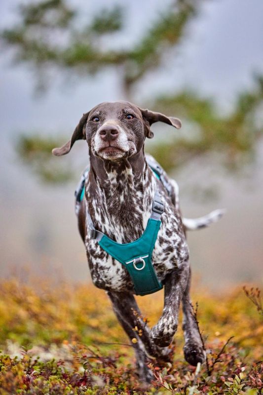 HURTTA Rover Hundesele Turkis ( S )