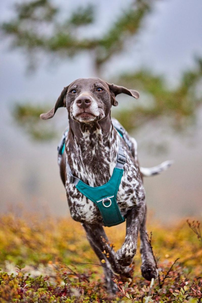 HURTTA Rover Hundesele Turkis ( S )