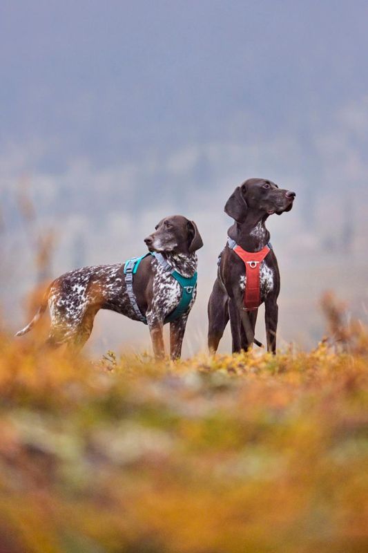 Hurtta Rover Sele Cinnamon | Ergonomisk Hundesele S–XL